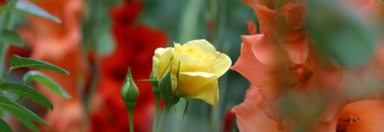 Das Foto zeigt Blumen: eine scharf abgebildete gelbe Rose im Bildmittelpunkt und unscharf abgebildete orangefarbene Gladiolen im Hintergrund.